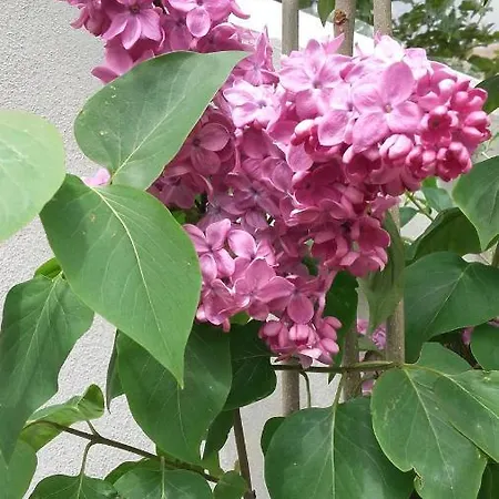 Casa Alex 科斯蒂内什蒂